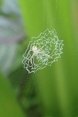 Argiope anasuja