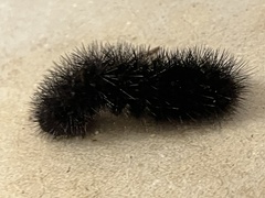 Spilosomina
