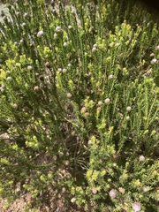 Leucadendron linifolium