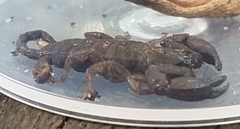 Hormuridae