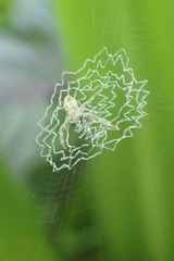 Argiope anasuja
