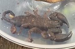 Hormuridae