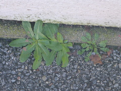 Hypochaeris radicata