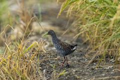 Pardirallus maculatus