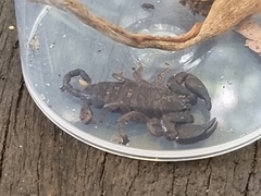 Hormuridae