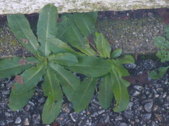 Hypochaeris radicata