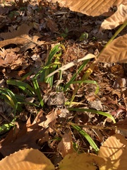 Carex folliculata