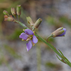 Heliophila linearis linearifolia