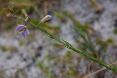 Heliophila linearis linearifolia