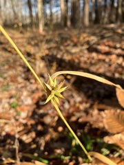 Carex folliculata
