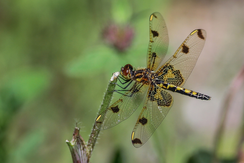 Calico Pennant