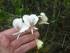 Pelargonium longicaule