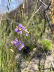 Heliophila linearis linearifolia