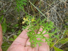 Pelargonium longicaule