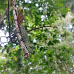 Anolis punctatus