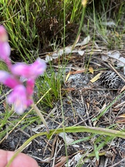 Lachenalia salteri