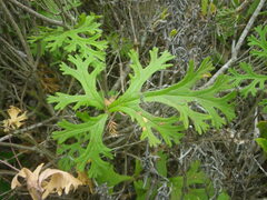 Pelargonium longicaule