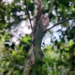 Anolis punctatus