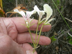 Pelargonium longicaule