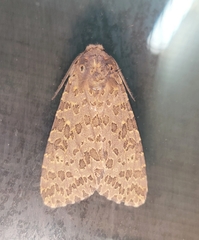 Olepa ricini