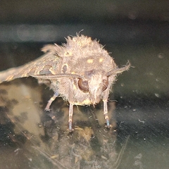 Olepa ricini