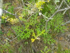 Pelargonium longicaule