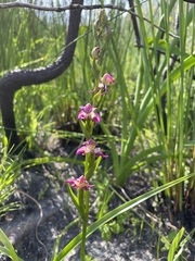 Disperis paludosa