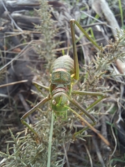 Steropleurus pseudolus