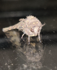 Olepa ricini