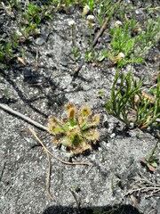 Drosera esterhuyseniae