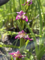Disperis paludosa