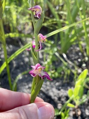 Disperis paludosa