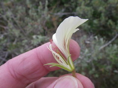 Pelargonium longicaule