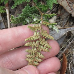 Myriopteris wootonii