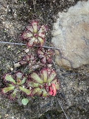 Drosera admirabilis