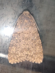 Olepa ricini