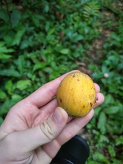 Sapotaceae