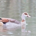 Egyptian Goose - Photo (c) Jean-Jacques, some rights reserved (CC BY-NC), uploaded by Jean-Jacques
