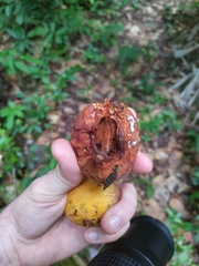 Sapotaceae