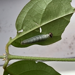 Gorgythion begga begga