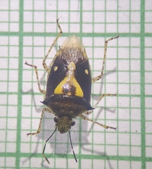 Oebalus