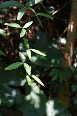 Tetrastigma formosanum