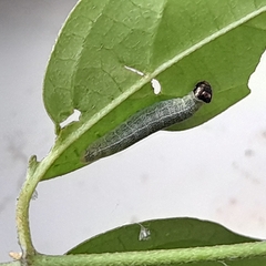 Gorgythion begga begga