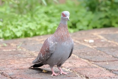 Columba guinea