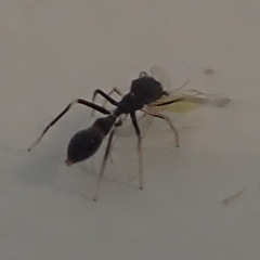 Myrmaplata plataleoides