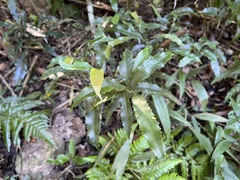 Helicia cochinchinensis