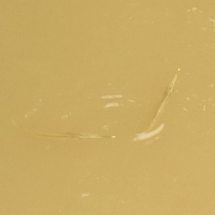 Zenarchopterus buffonis