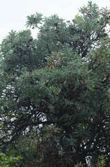 Protea caffra caffra