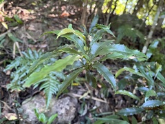 Helicia cochinchinensis