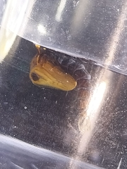 Toxorhynchites speciosus